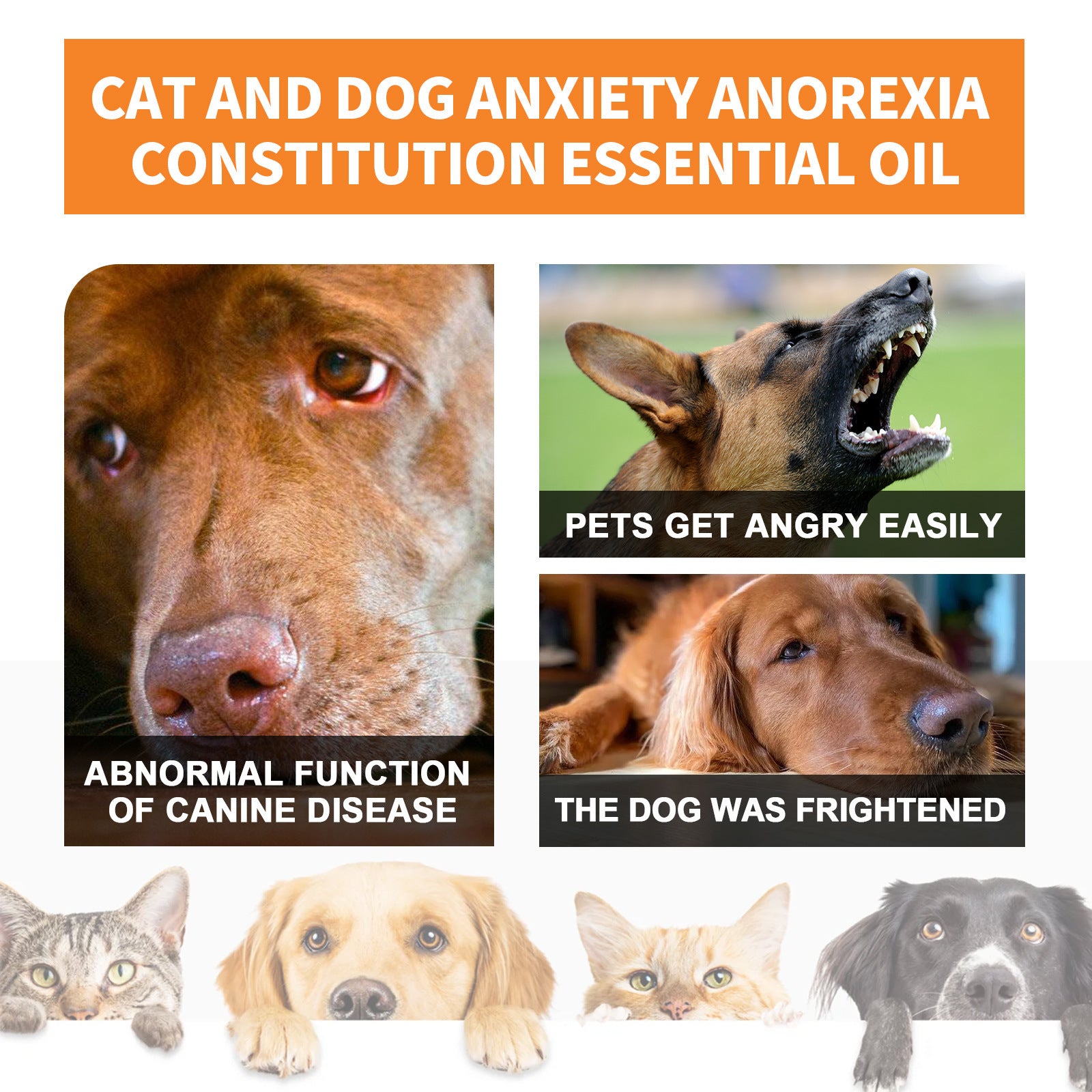 Pet Cat And Dog Diet Care To Enhance Physical Fitness And Nutritional Supplements